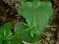 Galium aparine