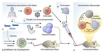 Humanisierte Mausmodelle zur präklinischen Erforschung der Nebenwirkungen der CAR-Therapie.webp