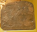 Fossil of Icarosaurus siefkeri (cast)