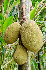 Détail du fruit du jaquier sur l'arbre.