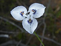 Moraea barnardii