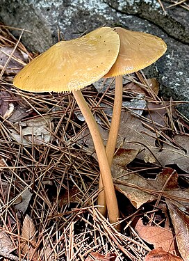 Mushroom Lovers