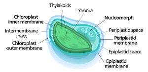 Diagram of a four membraned chloroplast containing a nucleomorph.