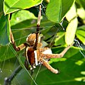 Ein Weibchen von Pisaurina brevipes beim Anfertigen des Brutgespinstes. Der Eikokon wird hier noch von der Spinne getragen.