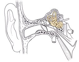 Place de l'oreille interne dans l'oreille