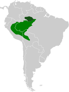 Distribución del trompetero aliblanco