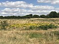 Thumbnail for File:Ragwort on Town Fields - geograph.org.uk - 5877027.jpg