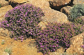 Drosanthemum hispidum