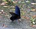 Косатець-мемнон (Papilio memnon) Триба Papilionini