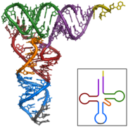 The cloverleaf structure of Yeast tRNAPhe (inset) and the 3D structure determined by X-ray analysis.