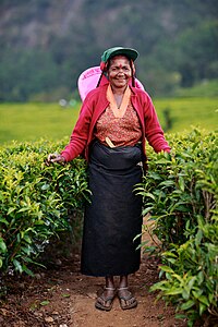 A Tamil woman working in a tea plantation in Sri Lanka