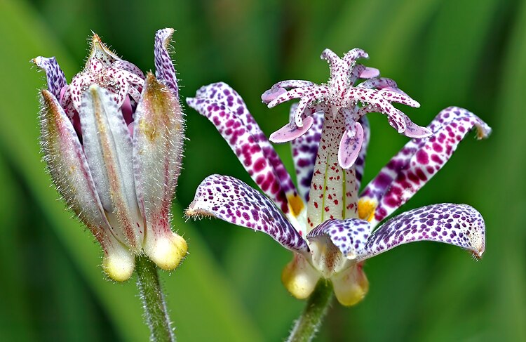 Лилия Tricyrtis hirta