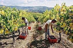Vendanges de sangiovese conduit en hautains à Volpaia (Toscane), dont les vins sont classés en Chianti classico