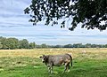 Zondagsbroek (Nationaal Park De Drentsche Aa)