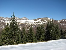 Abies alba2.jpg