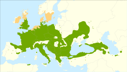 alt=Distribución del arce campestre. :     Distribución nativa. :✖ Población aislada. :▲ Introducido y naturalizado. VerAnexo:Sinónimos de Acer campestre