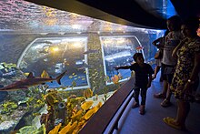 Arrecife de coral en un acuario del BioDomo