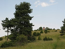 Der Alte Berg (980 m), eine leichte Erhebung auf der westlichen Hochebene, umsäumt von Wacholderheiden