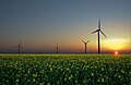 Aerogeneradores en un campo de colza, en Sandesneben, Alemania