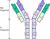 Immunoglobin Antibody[m]