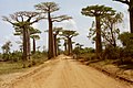 Adansonia grandidieri, Jalan Raya Ki Tambleg, Madagaskar