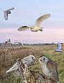 ID composite, T. a. alba, Britain