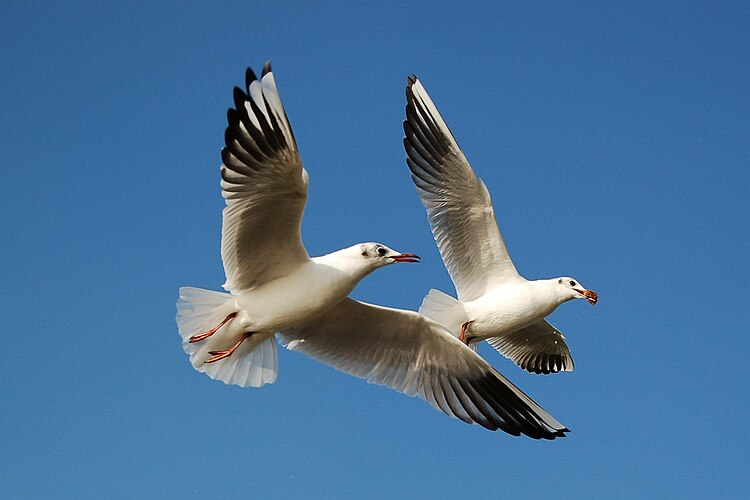 Чайки обыкновенные (Larus ridibundus)