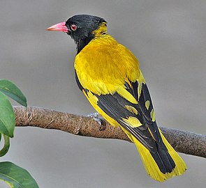 O. x. xanthornus Kolkata