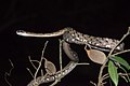 Boiga siamensis, Siamese cat snake - Thai National Parks