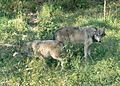 Grey Wolves (Canis lupus)