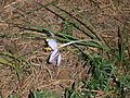 Crocus laevigatus (H)