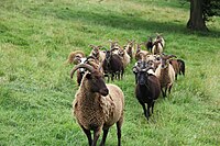 索厄羊(Soay sheep)，仅见于圣基尔达群岛索厄岛的野化绵羊种群（现已转移至赫塔岛），据信是新石器时代欧洲绵羊的孑遗。