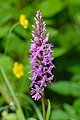 78 Dactylorhiza fuchsii - vööthuul-sõrmkäpp Pakri uploaded by Iifar, nominated by Iifar