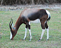 noch eins. Ich mag mich an irgendwas "white back buck" erinnern und offenbar züchten die vor allem die Amerikaner und die Europäer irgend eine andere verwandte Art oder Unterart, was so eine Abmachung ist, um beide Arten vom Aussterben zu bewahren...