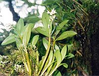 Dendrobium moorei