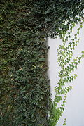 Habit on a wall