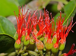 Combretum microphyllum