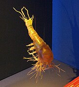 Gelyella monardi (Gelyelloida)