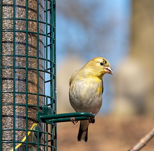 Goldfinch