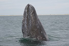 Gray Whale Spyhopping courtesy of Marc Webber USFWS.jpg