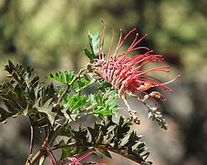 <center>Grevillea bipinnatifida</center>