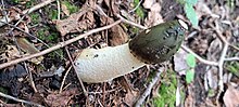 Harilik tanuseen Phallus impudicus