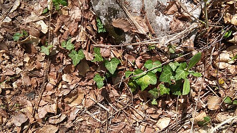 Hedera helix