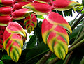 Heliconia rostrata i ein botanisk hage i Costa Rica