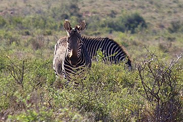 Bergkwaggas in die Karoo Nasionale Park, Suid-Afrika.