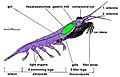 Image 4Body structure of a typical crustacean – krill (from Crustacean)