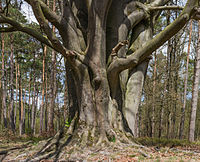 Kroezeboom op Kroondomein (grensboom)