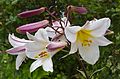 Lilium regale