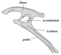 Ornithischia-bækkenstruktur (venstre side)