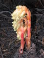 Monotropa hypopitys.